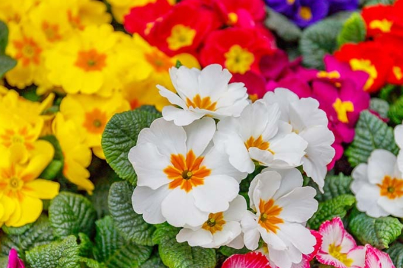 Primule multicolore