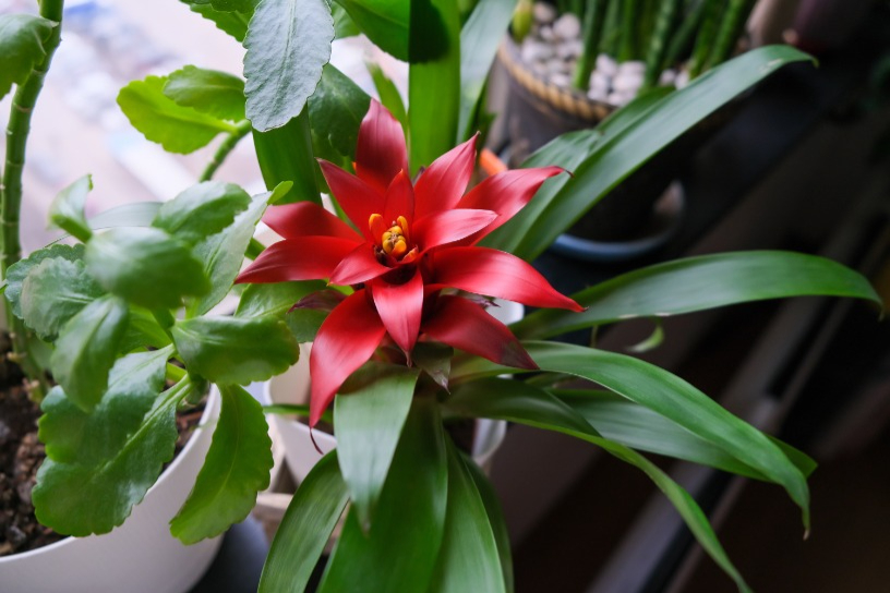 Bromelia 4