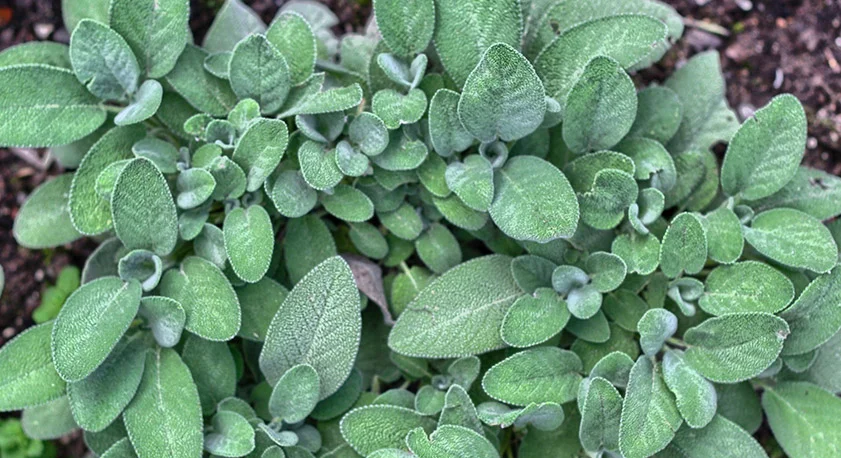 Salvia piantine