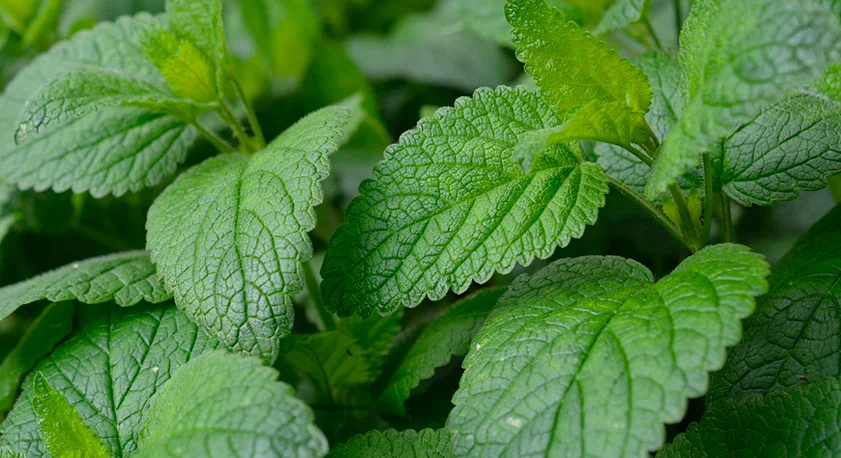 Menta foglie