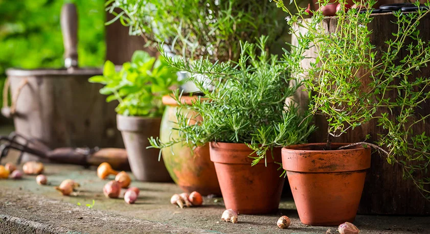 Piante aromatiche in vasi