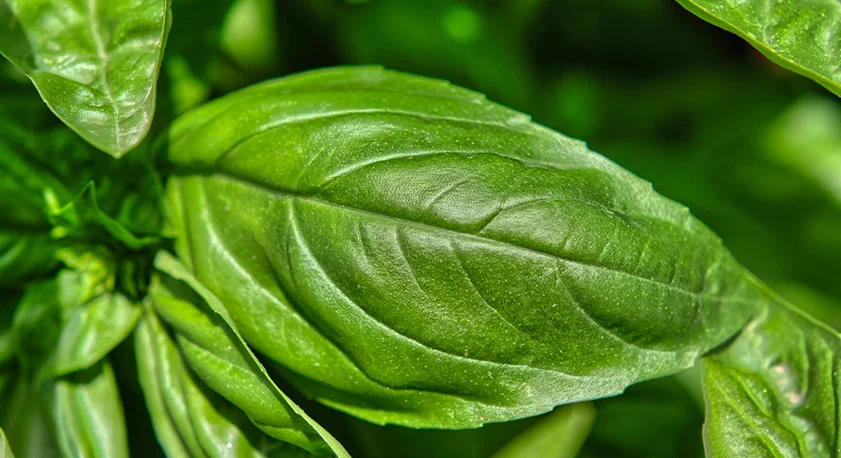 Basilico foglie