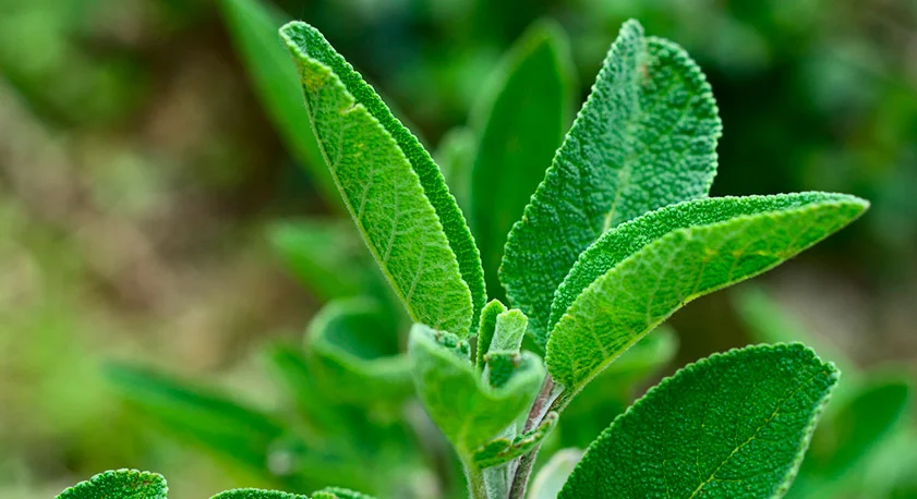 Salvia