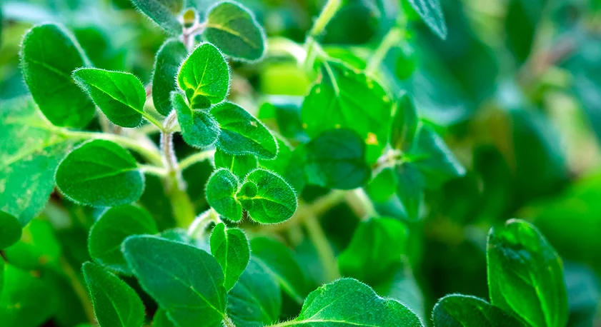 Origano foglie